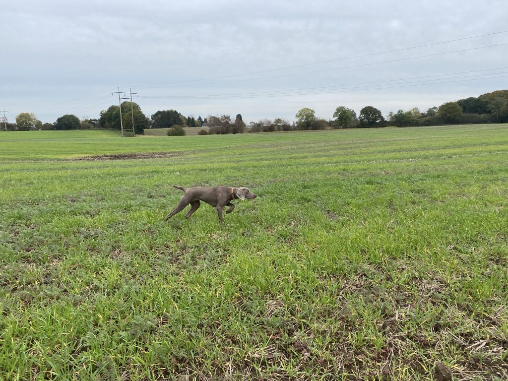 AT og HZP resultater 2024 for Weimaranere